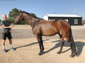 horse photo